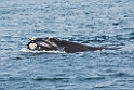 Southern Right Whale